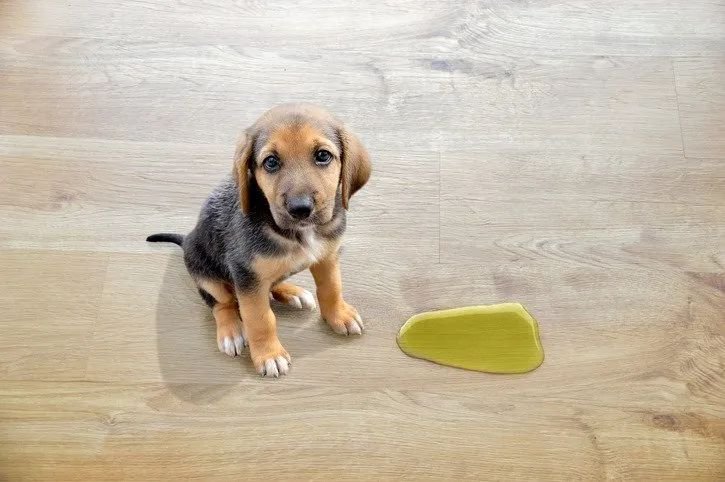 How to Clean Up Wet Dog Poop