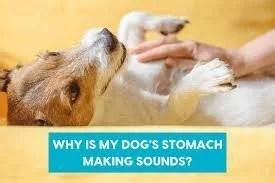 Why Is My Dog's Stomach Making Noise