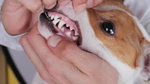 Can dogs get canker sores