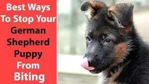 How to Train a German Shepherd Puppy Not to Bite