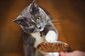Best Wet Cat Food for Sensitive Stomach