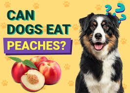Can Dogs Eat Peach Pits?