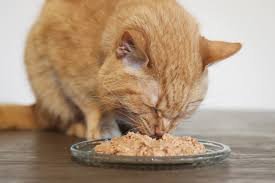 High-Protein Grain-Free Cat Food
