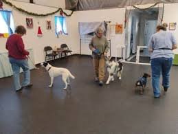 Dog Training in Grand Junction